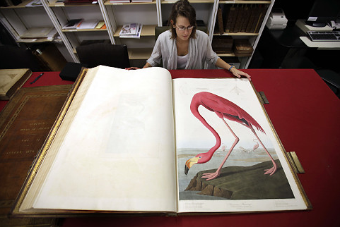 Audubon folio