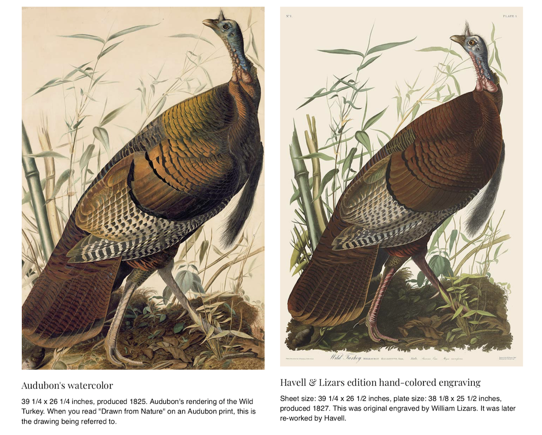 Audubon watercolor-print copy sm