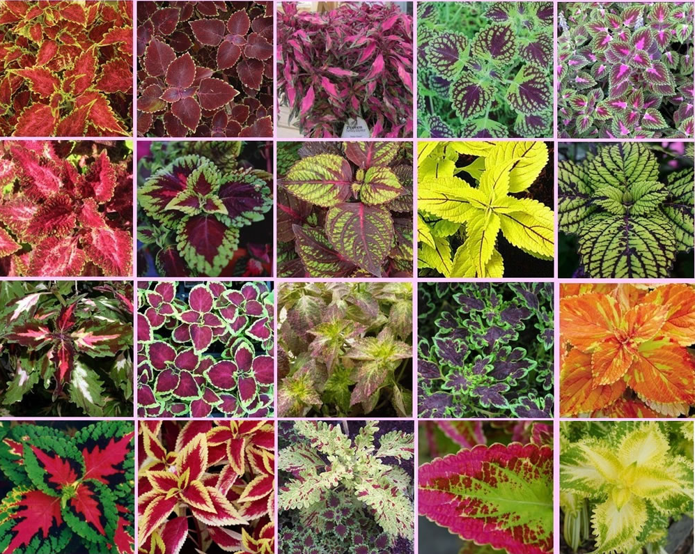 Coleus