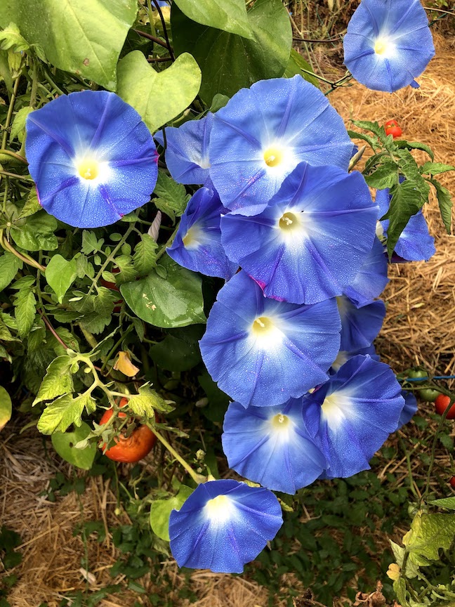 Morning Glory sm IMG_0519