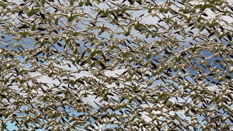 snow-geese-stable